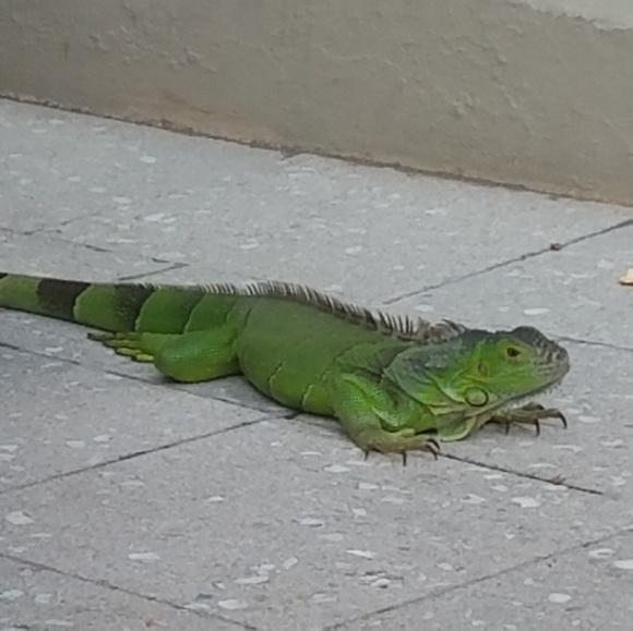 Meet your Posher, Antonio - Picture 1 of 1